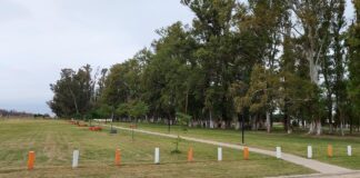 Paso a paso la reconstrucción del monte de eucaliptus